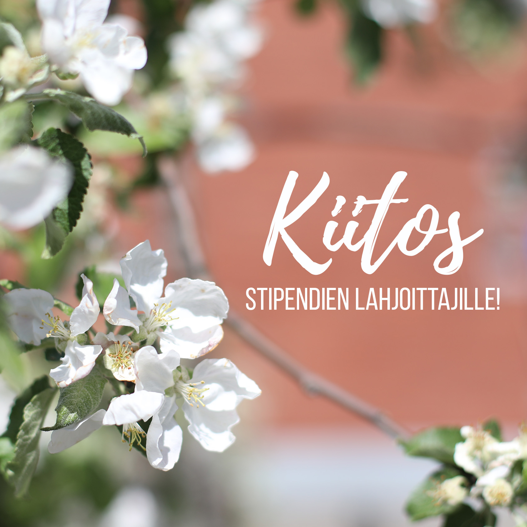 Kuvassa omenapuun kukinto ja teksti "kiitos stipendien lahjoittajille".