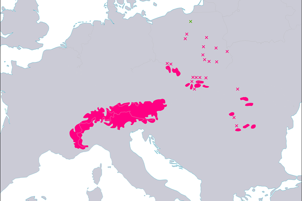 Euroopanlehtikuusi_kartta Euroopanlehtikuusen levinneisyysalue