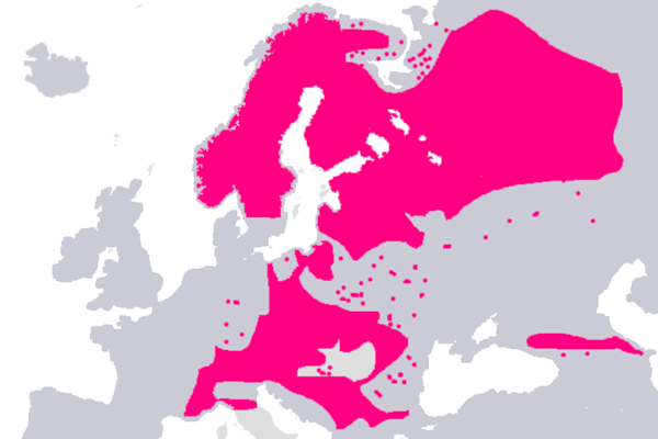 Harmaaleppa_kartta Harmaalepän levinneisyysalue