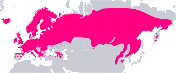 Kotipihlaja_levinneisyys Kotipihlajan levinneisyys