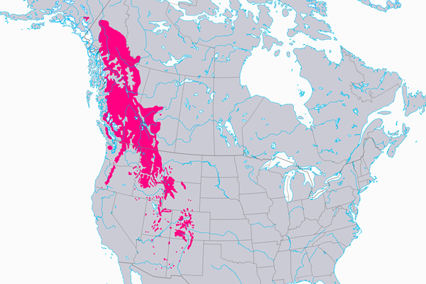Lannenpihta_kartta Lännenpihdan levinneisyysalue
