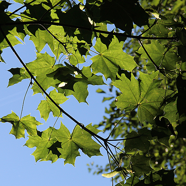 Metsavaahtera Metsävaahteran oksa
