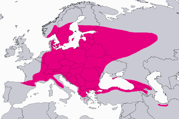 Kontortamanty_Kartta Kontortamännyn levinneisyysalue