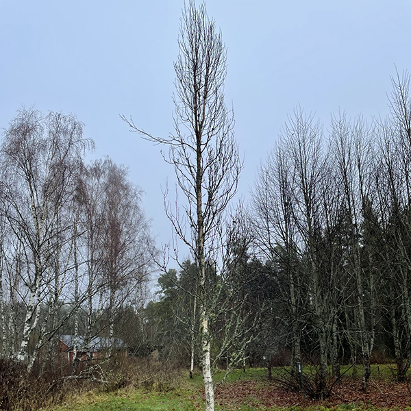 Pylvaskoivu600px Pylväskoivu