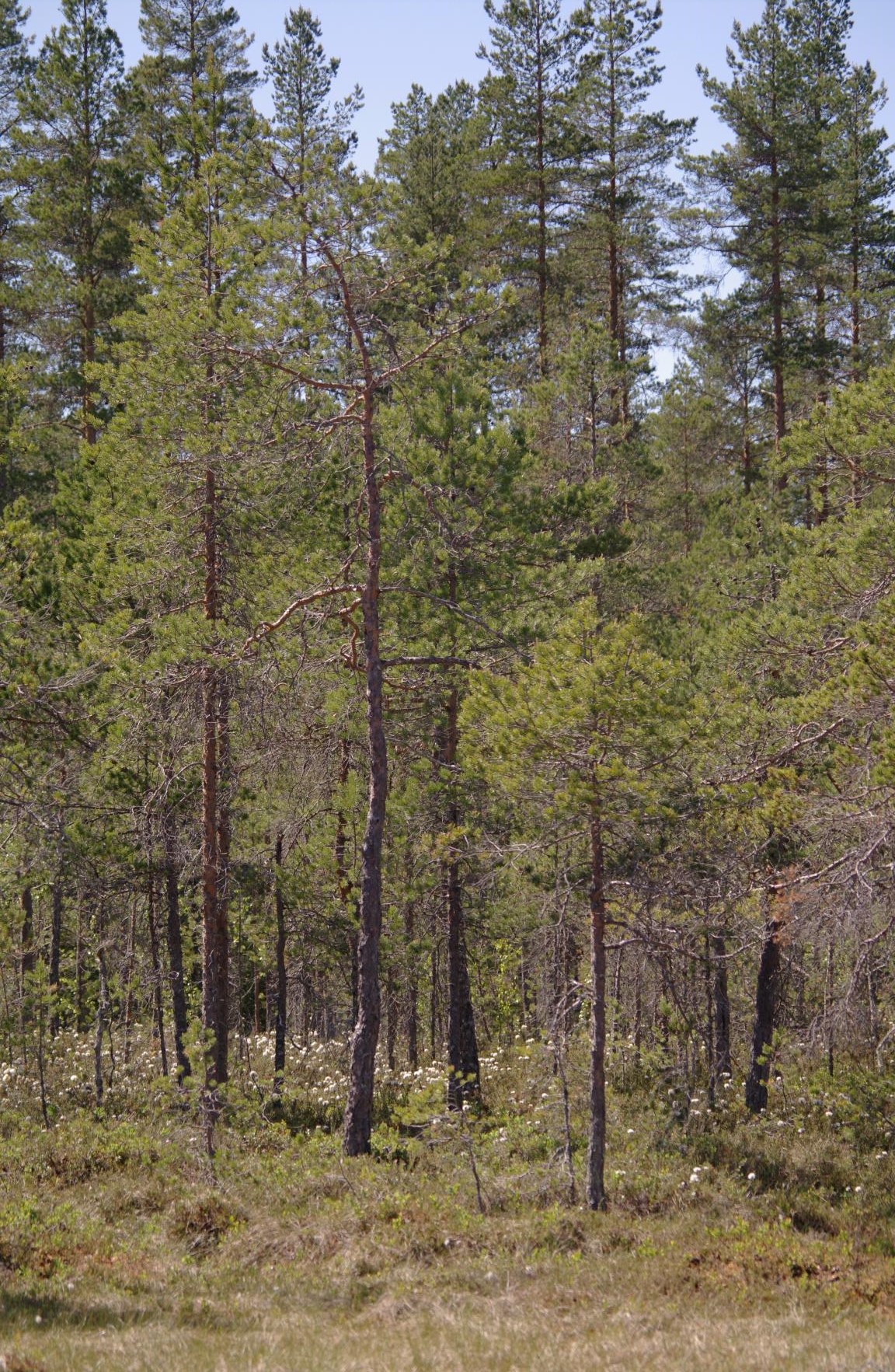 Tupasvillaa kasvavaa rämettä