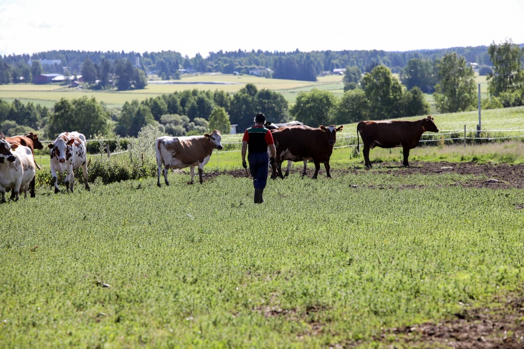 toholampi-lomituspalvelut-4R6A4756 Erkki Mäkinen kävelee laitumella lehmiä kohti