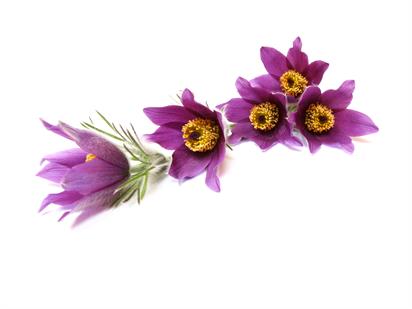 1170295_31621443 1170295_31621443