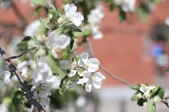 Kuvassa omenapuun kukinto