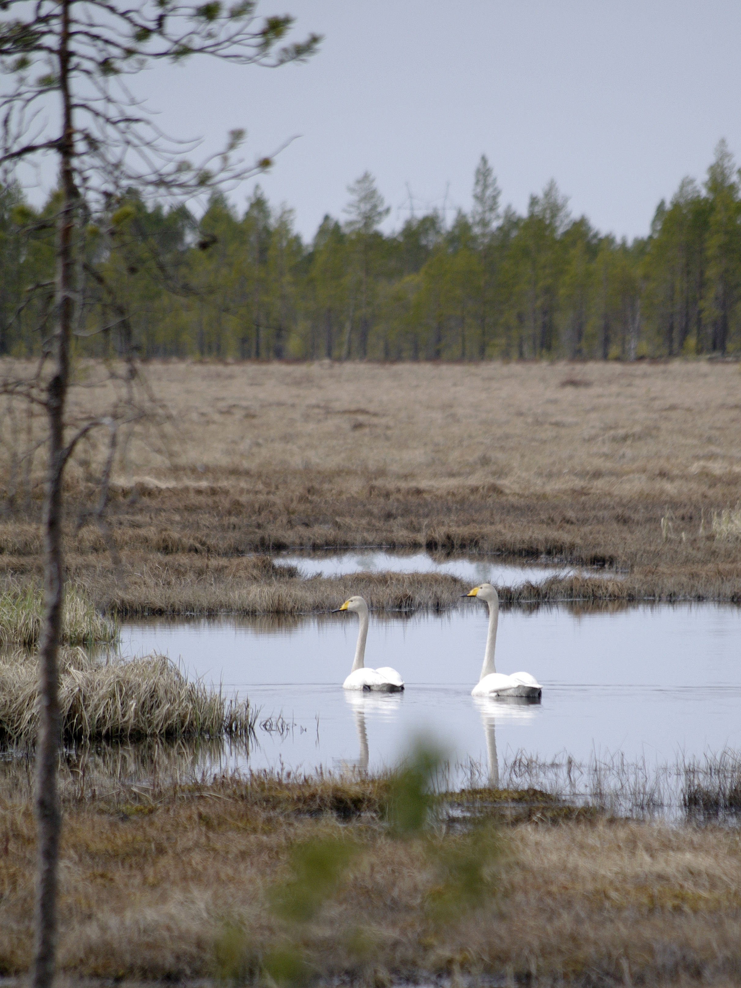 Kaksi joutsenta uimassa pienessä suolammessa keväällä