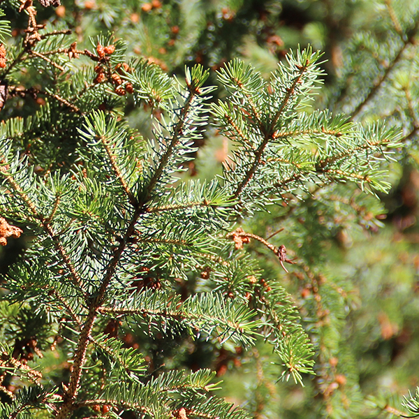 Engelmanninkuusi Engelmanninkuusen neulasia