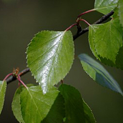 Hieskoivun lehti