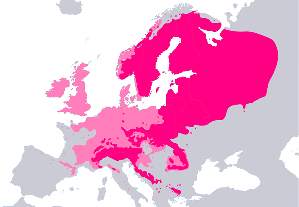 Kuusen levinneisyysalue