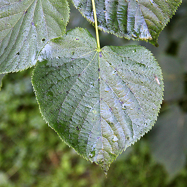 Metsälehmuksen lehti