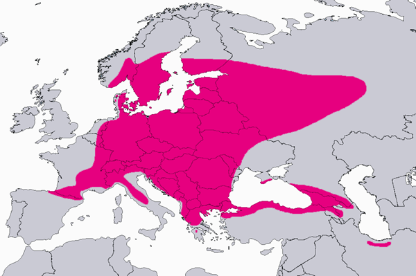 Kontortamännyn levinneisyysalue