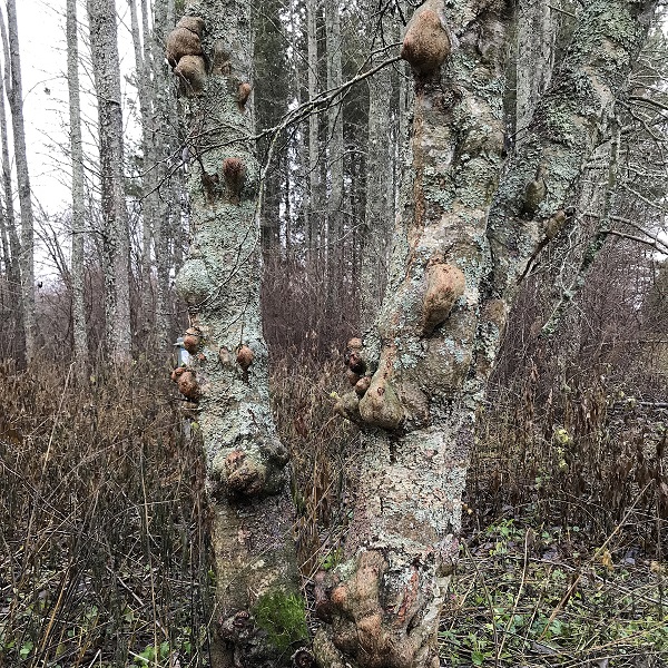 Muhkuraleppä600px Muhkuraleppä