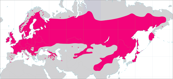 Rauduskoivun levinneisyysalue