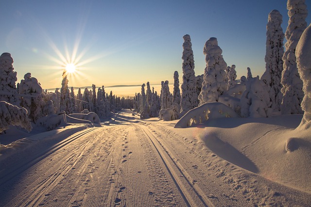 Hiihtolatu Lapin aurinkoisessa metsämaisemassa