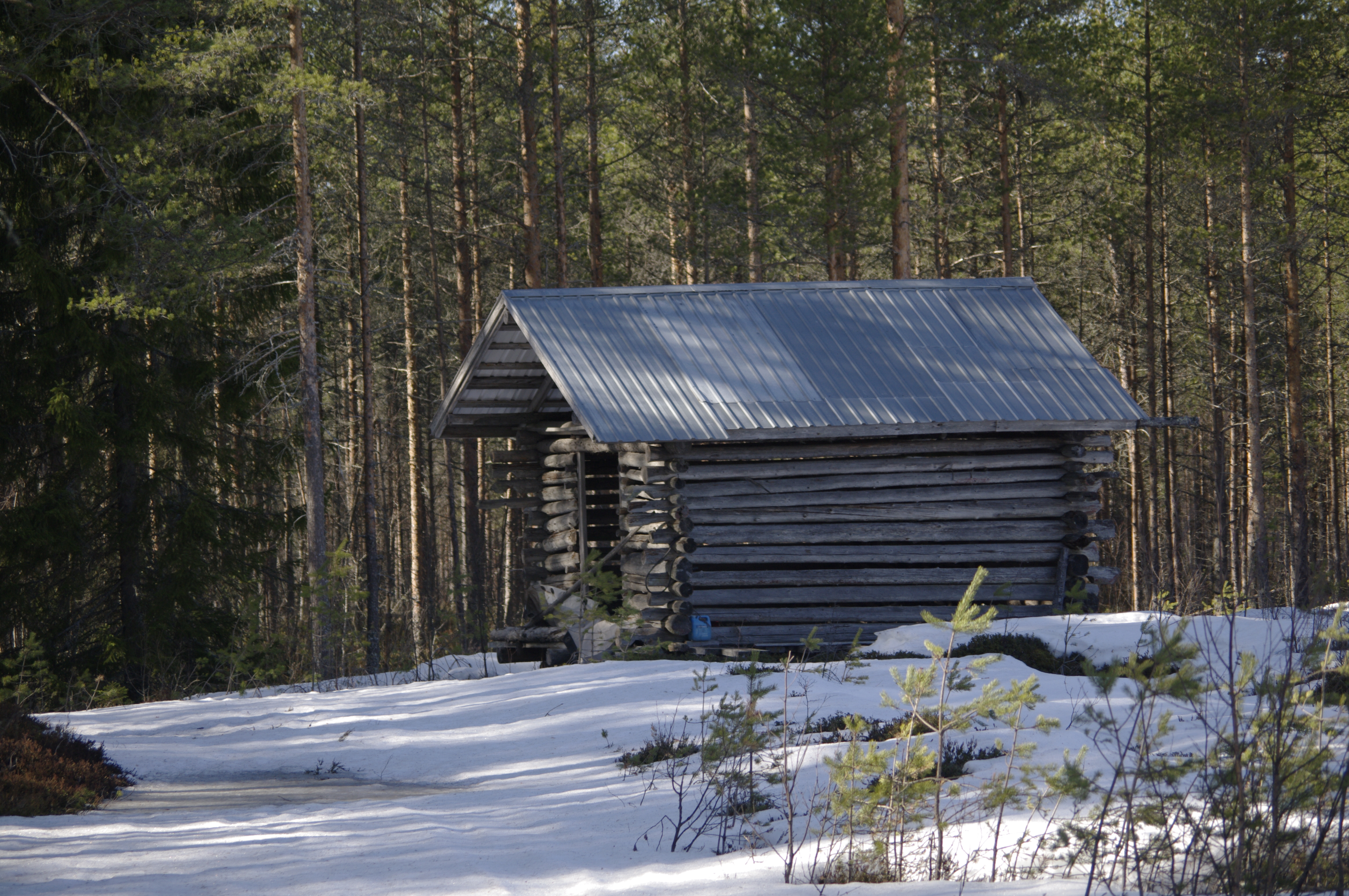 Vanha heinälato talvisen metsän reunassa
