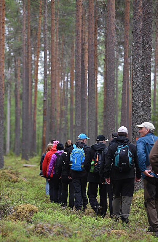 Ryhmä ihmisiä kävelee polulla mäntymetsässä