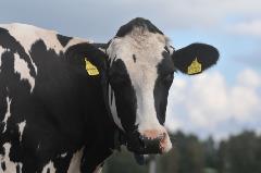 Holstein_muotokuva Holsteinlehma