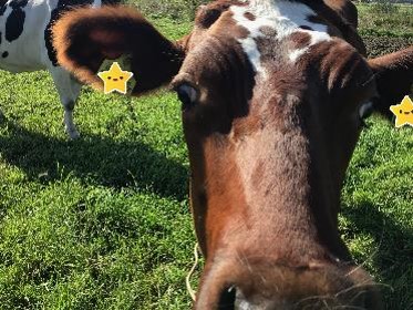 Laitumella oleva lehmä haistelee kameraa