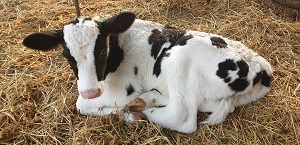 Holstein-vasikka makaa navetassa