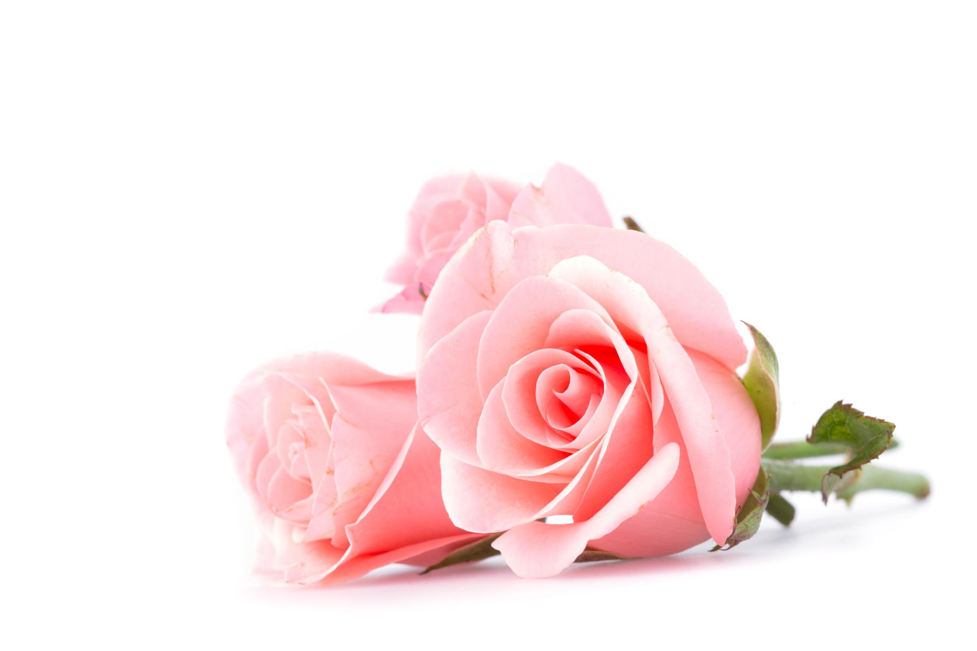 Kuvassa kolme vaaleanpunaista ruusua.